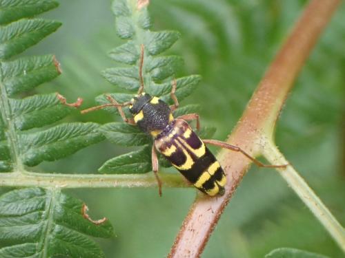 Xylotrechus arvicola